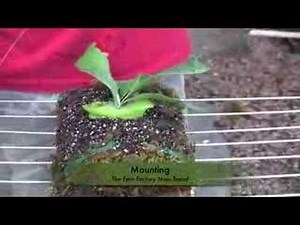 The Fern Factory Moss Board-Mounting Staghorn Fern