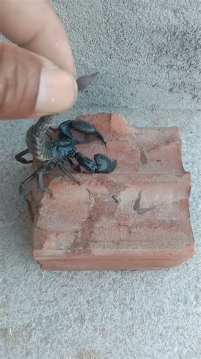 biggest for Sting of scorpion crawling 🦂💕