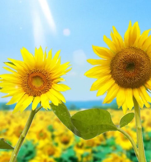 Android VideoView or MediaPlayer 遇到 java.io.filenotfoundexception no content provider