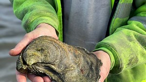 Big Oyster Smackdown: Who has the biggest oyster? Cuttyhunk Shellfish Farms or NY rival