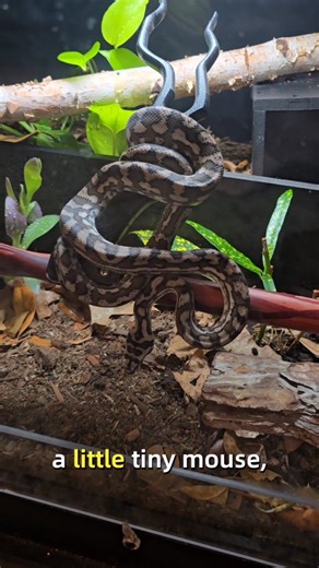 Bella is a tiny assassin. A sleepy assassin, but you should probably still watch your back. | Green Room Pythons