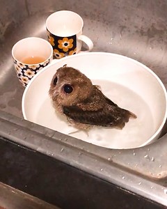 Smart owl knows how to beat the summer heat! 🦉 | Animal Stories