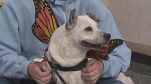 Meet Onyx: Available for adoption from the PAWS Shelter of Central Texas