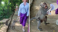 88K views · 55 reactions | The park on the island of Bali is full of monkeys who terrorize tourists by stealing things from them and exchanging them for something edible. But they don't always manage to get their things back to the owner! | Rumble | Facebook