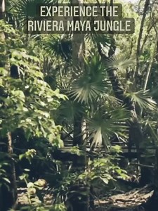 A piece of the Riviera Maya jungle in the heart of Iberostar Quetzal. | Iberostar Beachfront Resorts