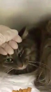 62 reactions · 81 shares | RESCUED BY CATNAP! FLUFF FLUFF - ID...