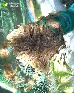 เทคนิคเลี้ยงกุ้งฝอยในบ่อผ้าใบ ให้มีรายได้หลักแสน #กุ้งฝอย #เลี้ยงกุ้งฝอย #นายยะพาลุย | แนวทางเกษตร เกร็ดความรู้