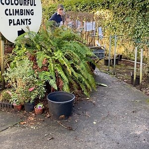 322 reactions · 8 comments | CLIMBING WOODBINE (HONEYSUCKLE )can be...