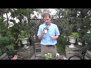 How to Grow and Care Heuchera
