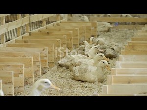 Pekin Duck Health Top Tips and Tricks