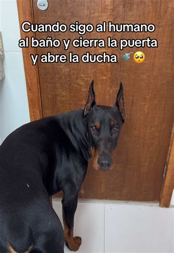 A mi perro no le gusta bañarse: Una historia divertida