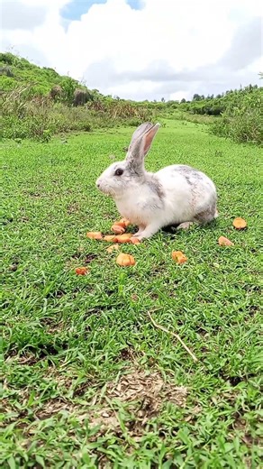 Bunnies Carrot Crunching ASMR