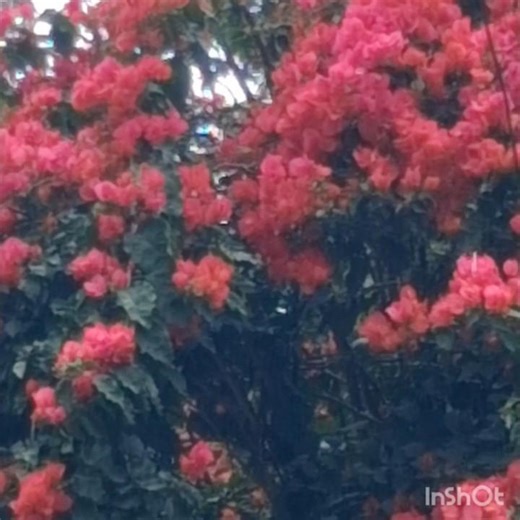Beautiful flowers of bougainvilia on the road #shorts