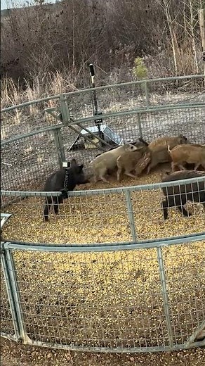 Hundreds of Wild Boars Become Aggressive in Trap #wildboar #trap