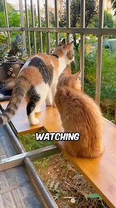 71K views · 2K reactions | 3 Simple Gifts Cats Love  #CatFacts | Pet lovers | Facebook