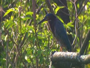 Ohio River National Wildlife Refuge