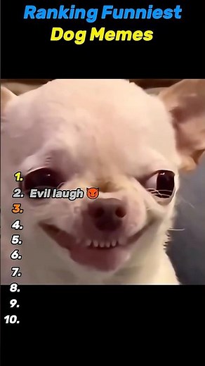 These Dog Memes Broke the Internet 🐶 #dogmemes #funny #shorts