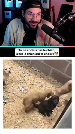 it's the dog who chooses you