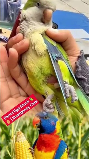 Parrot Egg Stuck 🦜🥚 | Emergency Care#shorts #animals #birds