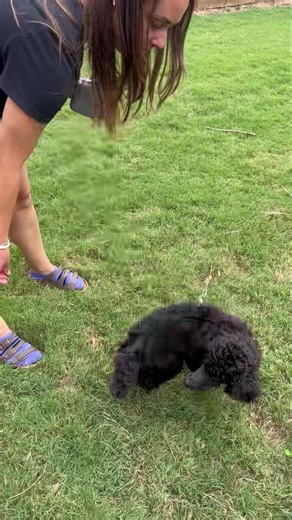 After 4 days in his new home, little Oliver is ready for his rally novice test!! Way to go, Megan & Zach!🖤🐩🖤 Liam x Nina #theorystandardpoodles | Theory Standard Poodles