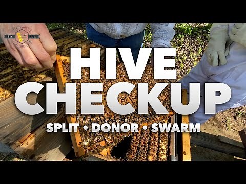 Hive Checkup: Split, Donor, and Swarm [Inspecting 3 hives after Spring Bee Activity] 2021