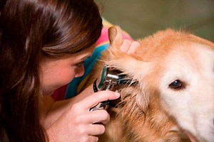 How to Care for Golden Retriever Ears (Step-by-Step Guide) | Loyal Goldens