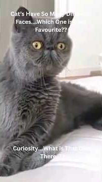 😹 These Cat Faces Are Absolutely Unhinged