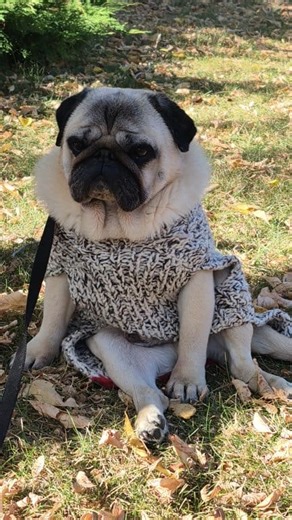 Relaxing in the park 🍂 #fall #pug #dogsinsweaters | Homer's Pug House