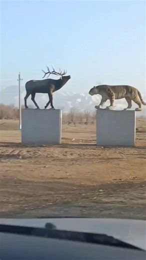 New trips to the wolf #hunting #wolfcales #wolfhunting