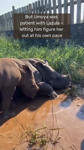 11K views · 420 reactions | Following blind #rhinoorphan Lazula’s...