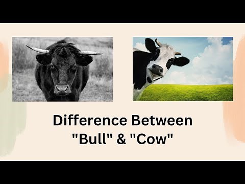 Difference Between Bull and Cow | The Great Gender Divide: Demystifying Bulls & Cows