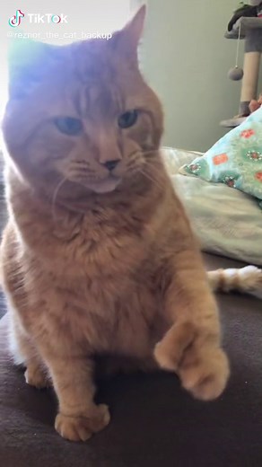 Funny Cat Compilation | Cute and Playful Orange Cats
