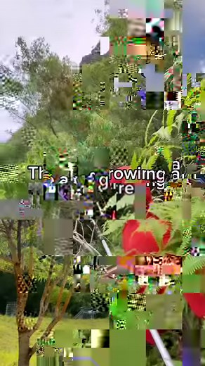 The art of growing a Koa tree (Acacia koa)! Behind the scenes of the Koa Planting tour, the Stewardship team is hard at work growing native Koa trees to be outplanted. These trees are endemic to Hawaiʻi (found nowhere else in the world!) and are planted in all of our restoration sites. In the back of Kaʻaʻawa valley lies a silvopasture of Koa trees. This deliberate integration of tree cultivation and livestock grazing reduces animal stress while boosting carbon sequestration, soil health, and bi