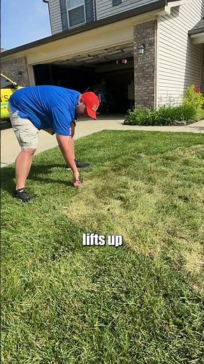 How to Tell If Your Sod is Established!