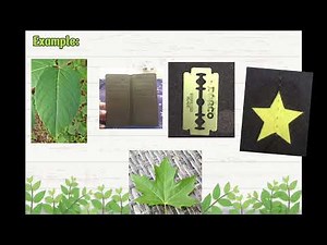 The Nature of Mathematics - Fibonacci Sequence (Symmetry, Spiral, Tesselation and Fractal)