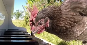 This Piano-Playing Chicken Will Knock You Over With A Feather