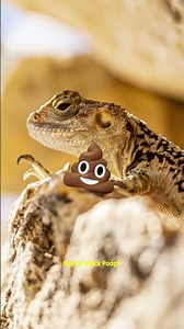 Why Does Lizard Poop Change Color? 🦎💩 | Fun Animal Facts! #wildlife