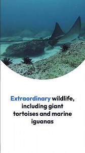 ECUADOR: GALAPAGOS ISLANDS, ECUADOR!!!!!!!!!!!!! ONE OF THE BEST HOLIDAY LOCATIONS!!!