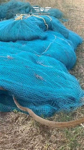Snake got trapped in a net | AWCS Hyderabad| #snake #snakevideo #rescue #shorts #hyderabad #viral