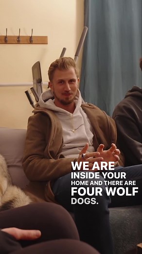 786K views · 10K reactions | Wolves in the House?  #wolves #reels #reallife #wilderness #animals | Yes Theory | Facebook
