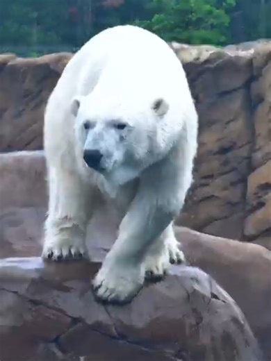 Understanding Polar Bear Behavior Like Humans