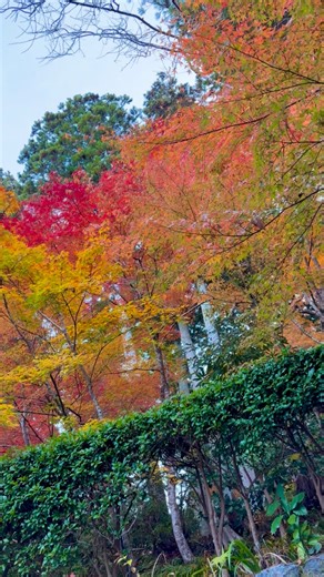 . 2025.11.15 三千院の紅葉は見頃です #三千院 #三千院門跡 #紅葉 #京都 #京都の紅葉 | 京都大原三千院