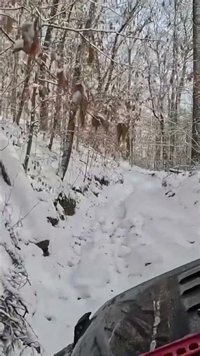 Leaning towards the tree #adventure #explore #offroad #jeep #4x4 #getoutside