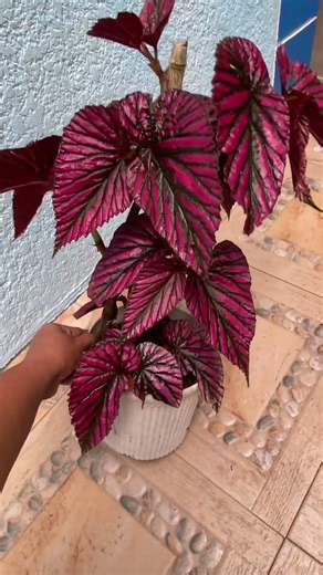 Begonia Brevirimosa