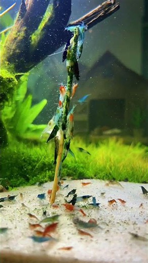 Shrimp lolly timelapse #neocaridina #aquarium #shrimptank #aquascape #aquaticpets