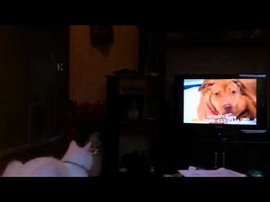 Cat watching ASPCA commercial