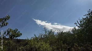 A time lapse over trees with rolling clouds and rustling leaves shot in 4K