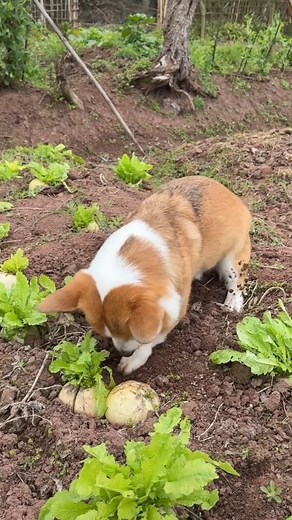 70K views · 2.5K reactions | न्यानोपन! कुकुर मालिकको असल सहयोगी...