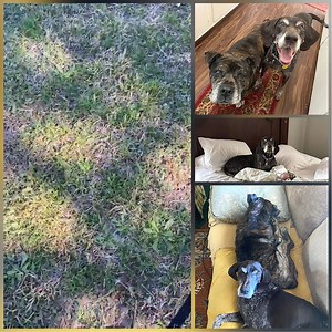 #AdoptionHappyTails Update from BISSELL Senior Month! BISSELL Pet Foundation sponsored all our senior adoptions for Adopt a Senior Pet Month, and we've already received a wonderful adoption update for one of them! Lori, who has a soft spot for senior pets, visited our shelter and adopted sweet Zoey. 🥰 "Zoey is a treasure. She’s so gentle and sweet…loves to nuzzle and is very good w her bro Howard. The two of them r very well suited! Just took her for a short walk in the preserve. She prefers pl