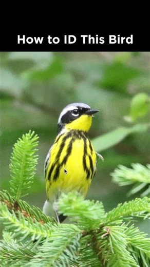 Can you identify this warbler?